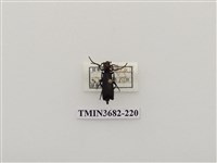 藏品(豆芫菁)的圖片